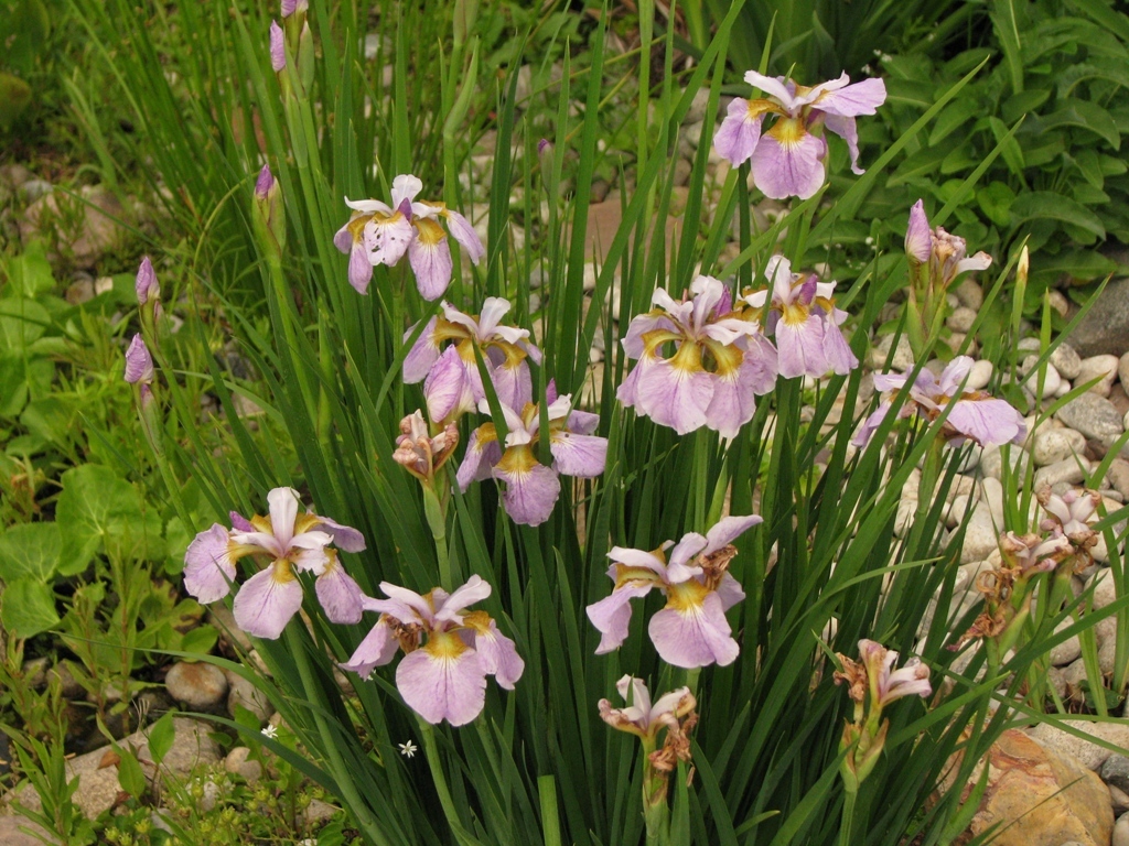 Сибирские ирисы фото. Ирис Рикуги Сакура (Сибирский). Ирис Сибирский 'Rikugi Sakura'. Ирис Сибирский Рикуджи Сакура. Ирис Сибирский Iris sibirica.